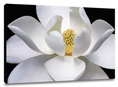 CNV222 - Magnolia, 24 x 36