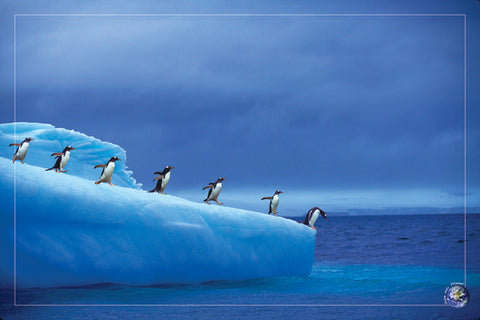 NY882 - Courage - Antarctic Penguins, 24 x 36